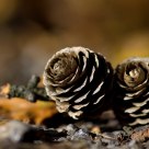 Pinecones
